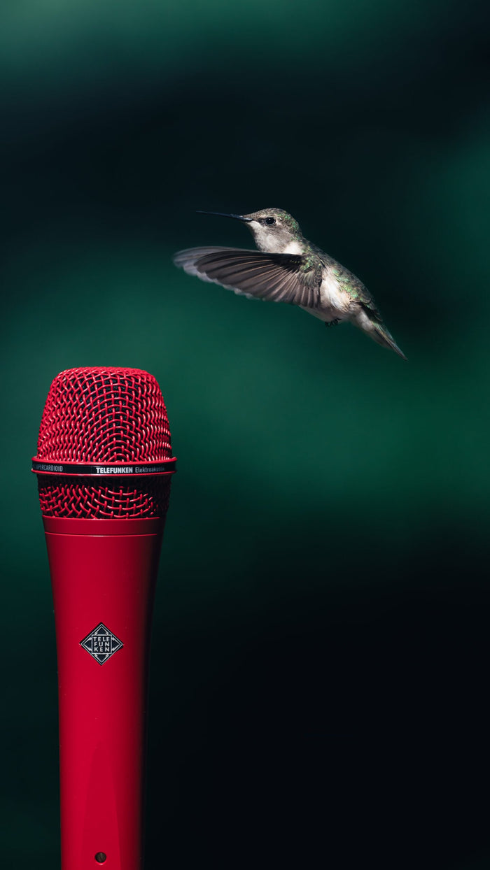TFWildlifeHummingbird216x9